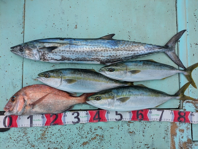 タイ(マダイ)・ツバス(ブリ)・サワラ