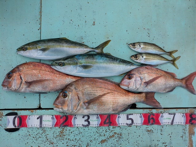 タイ(マダイ)・ツバス(ブリ)