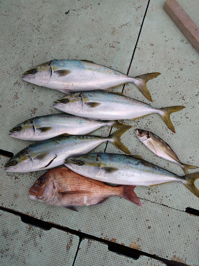 タイ(マダイ)・アジ(マアジ)・ハマチ(ブリ)