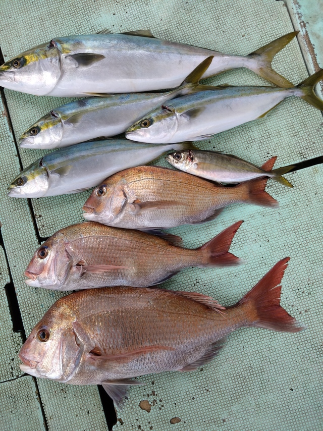 タイ(マダイ)・アジ(マアジ)・ハマチ(ブリ)・メジロ(ブリ)