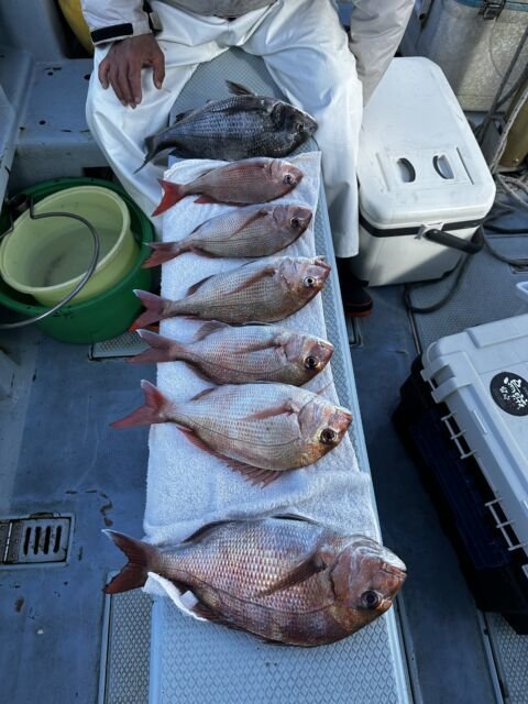 マダイ・クロダイ