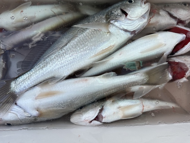 イシモチ(シログチ)