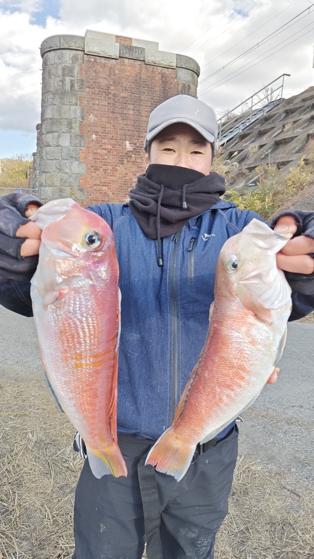 アマダイ(アカアマダイ)