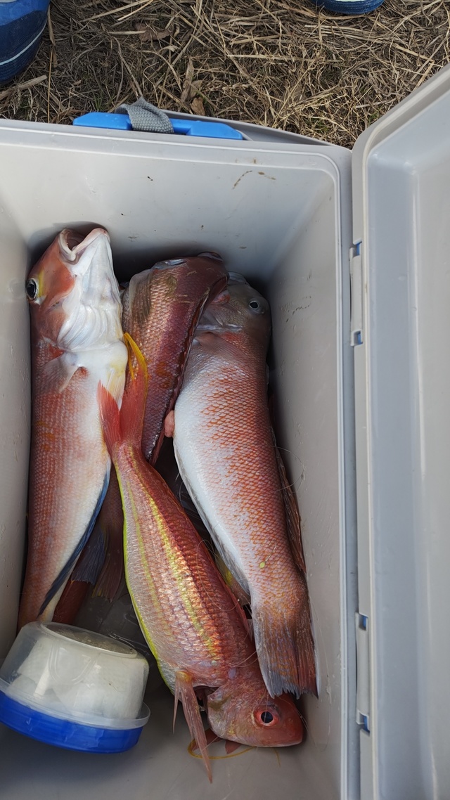 アマダイ(アカアマダイ)・イトヨリ(イトヨリダイ)