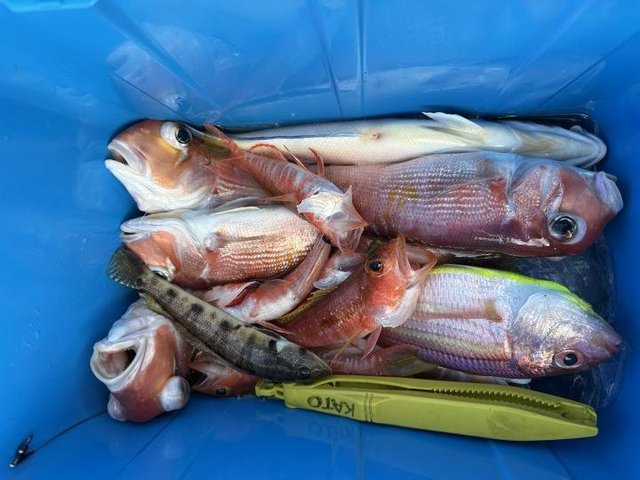 アマダイ(アカアマダイ)・イトヨリ(イトヨリダイ)・トラギス・アカボラ(ヒメコダイ)