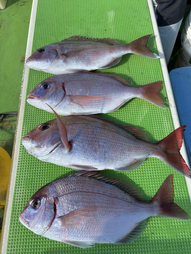 マダイ・ハナダイ(チダイ)