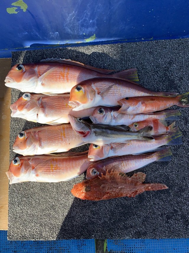 アマダイ(アカアマダイ)