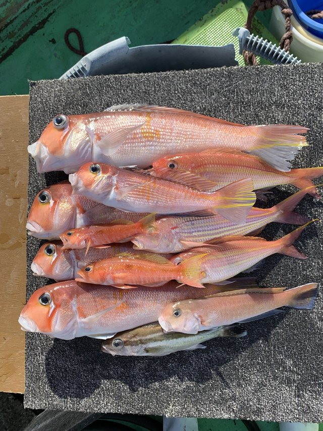 アマダイ(アカアマダイ)