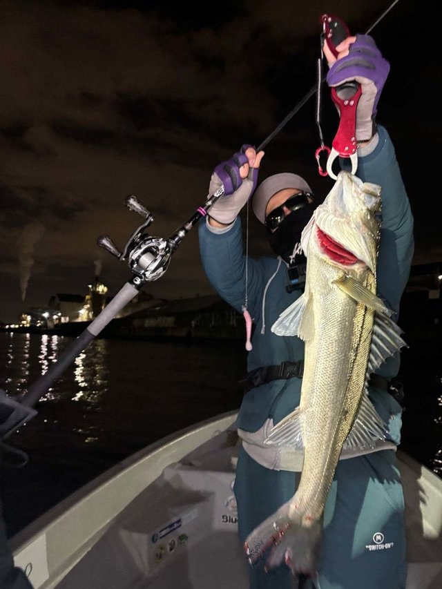 シーバス(スズキ)