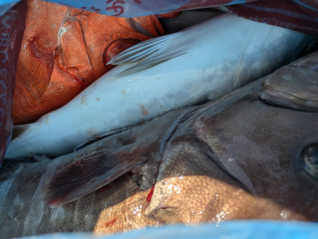 ヒラマサ・チカメ(チカメキントキ)