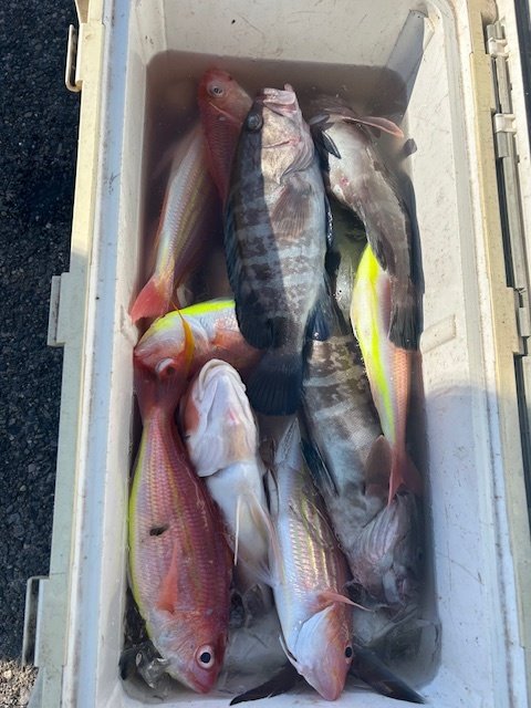 レンコダイ(キダイ)・ハナダイ(チダイ)・マハタ・カイワリ・カンパチ・アマダイ(アカアマダイ)・イトヨリ(イトヨリダイ)・オニカサゴ・カサゴ・サバ(ゴマサバ)