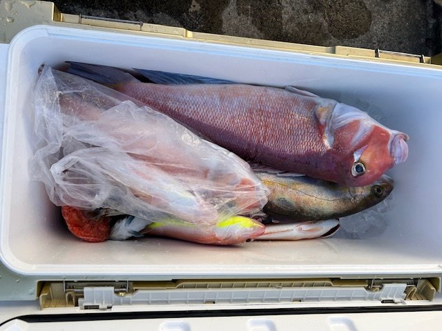 アマダイ(アカアマダイ)