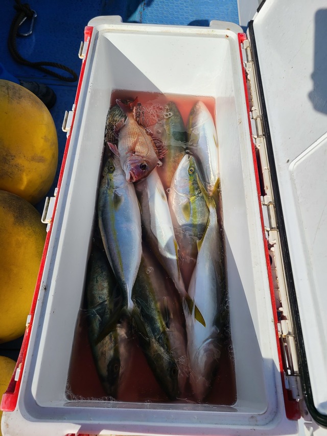 マダイ・イナダ(ブリ)