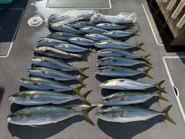 ハマチ(ブリ)・ヒラマサ・サワラ