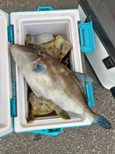 カワハギ・ウマヅラ(ウマヅラハギ)