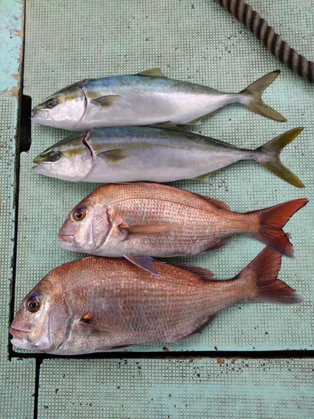 タイ(マダイ)・ハマチ(ブリ)