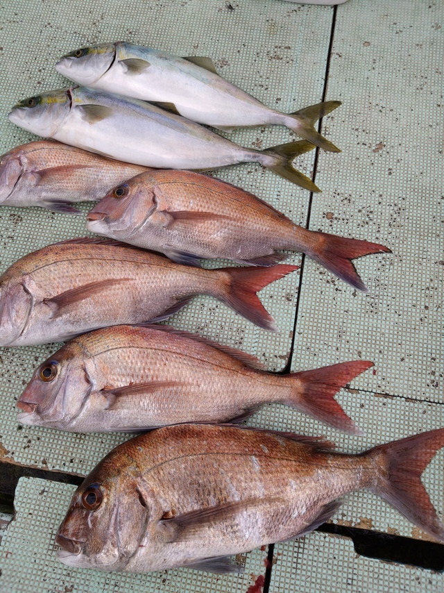 タイ(マダイ)・ハマチ(ブリ)