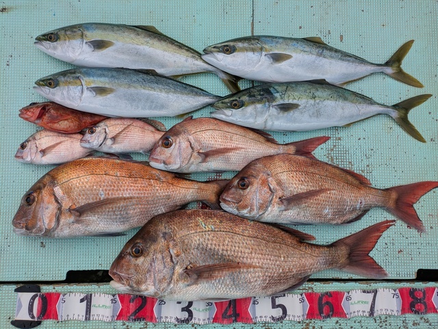 タイ(マダイ)・ツバス(ブリ)