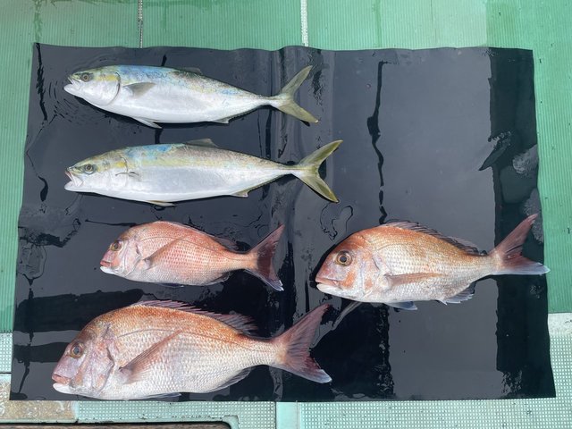 マダイ・ハマチ(ブリ)