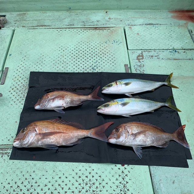 マダイ・ハマチ(ブリ)