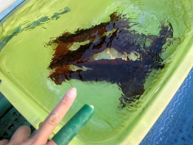 スルメ(スルメイカ)