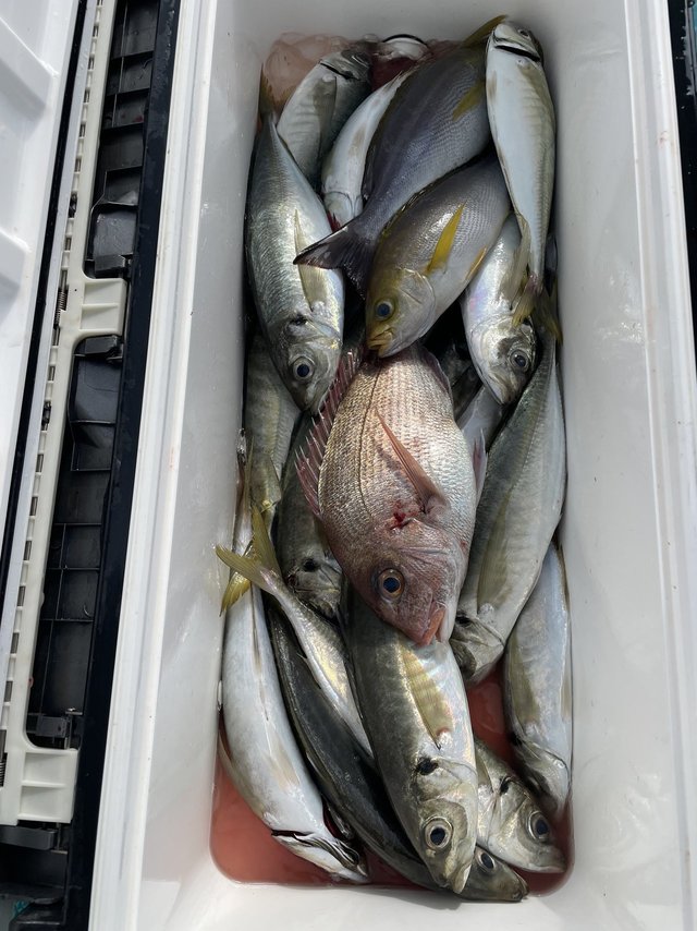 マダイ・マアジ