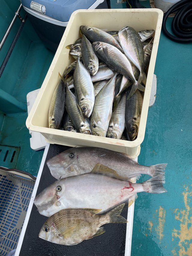 マダイ・マアジ