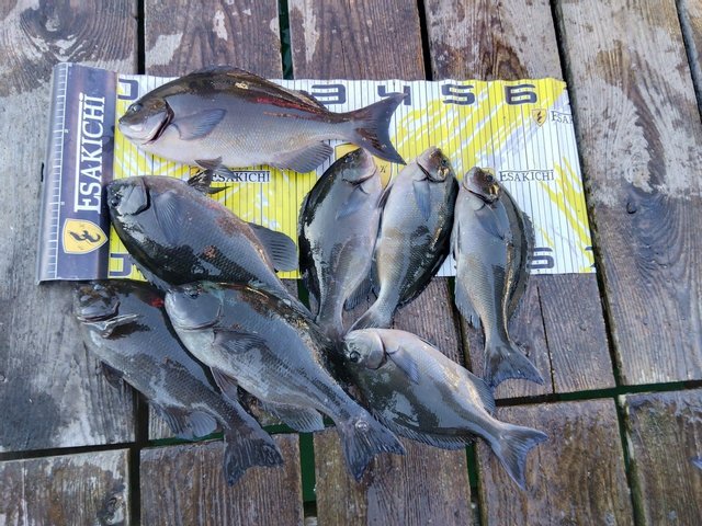 クチブトグレ(メジナ)・オナガグレ(クロメジナ)