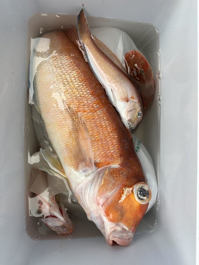 アマダイ(アカアマダイ)・シロアマダイ・ホウボウ