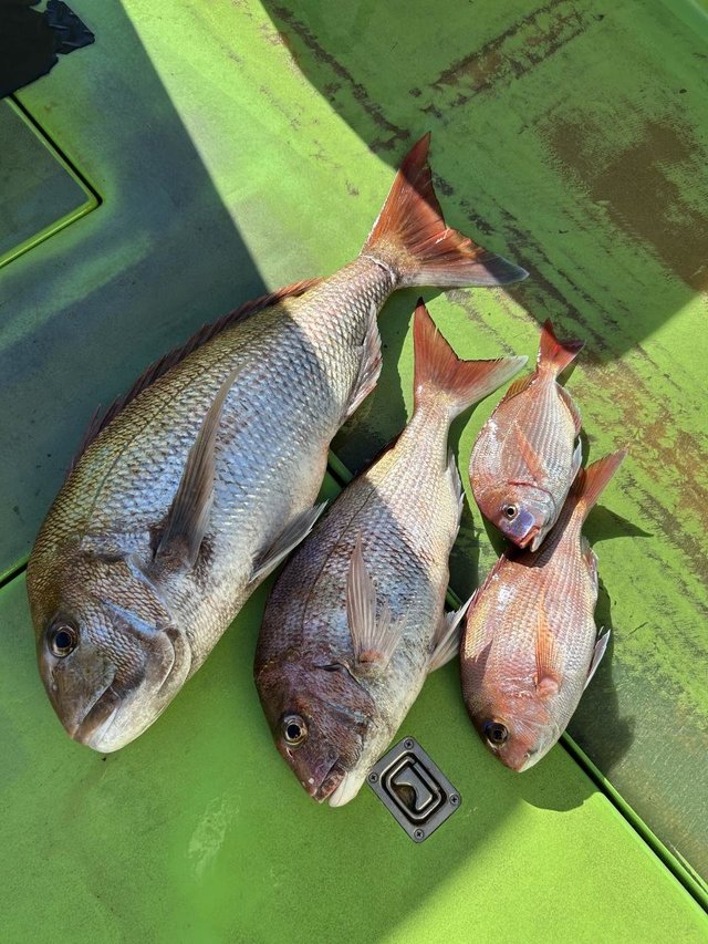 マダイ・ハナダイ(チダイ)