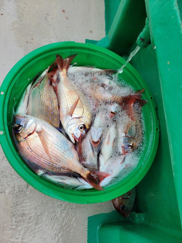 ハナダイ(チダイ)