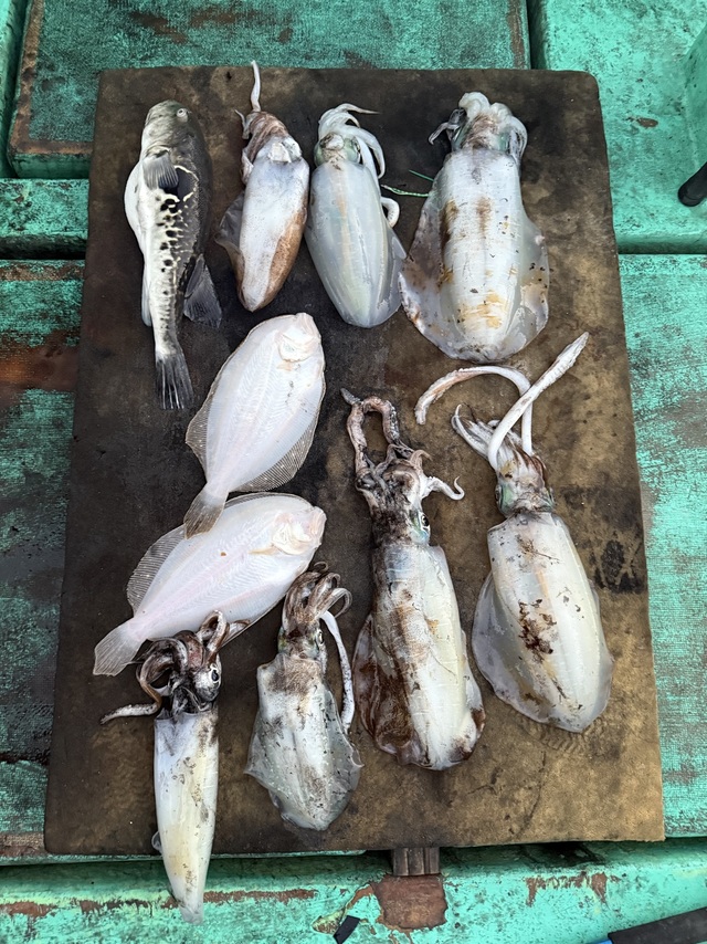 トラフグ・アオリイカ