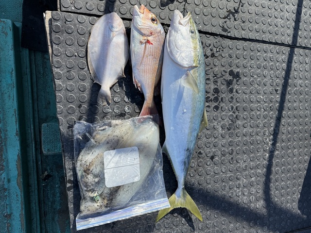 タイ(マダイ)・ワラサ(ブリ)・ガンゾウヒラメ(ガンゾウビラメ)・アオリイカ