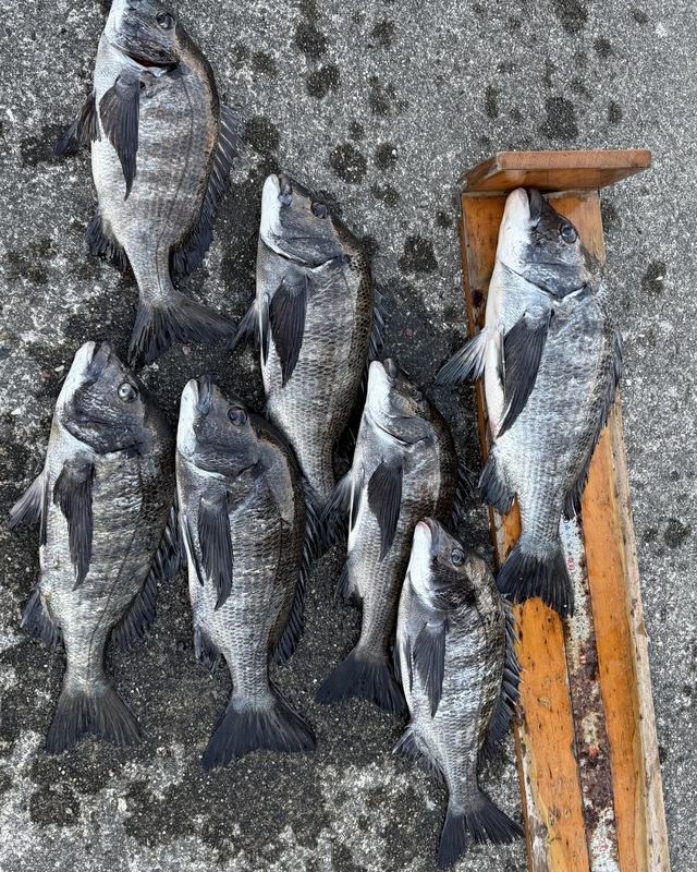 チヌ(クロダイ)