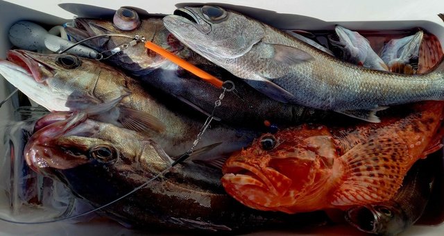 アラ・クロムツ