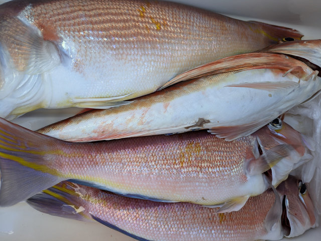 アマダイ(アカアマダイ)