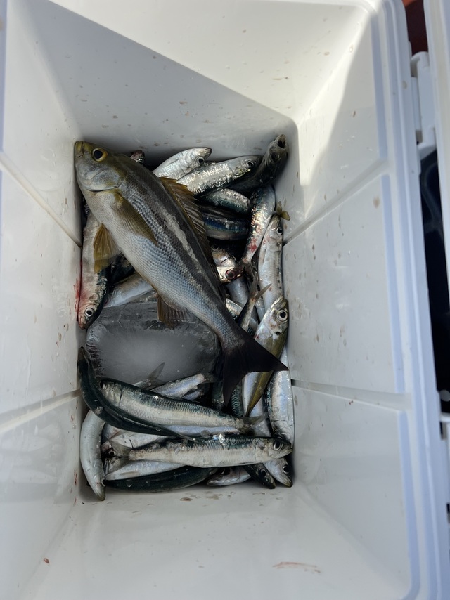 アジ(マアジ)・イサキ・イワシ(ウルメイワシ)