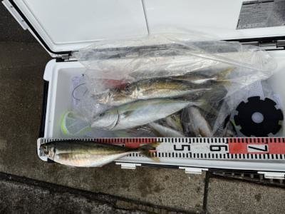 マアジ・ハマチ(ブリ)