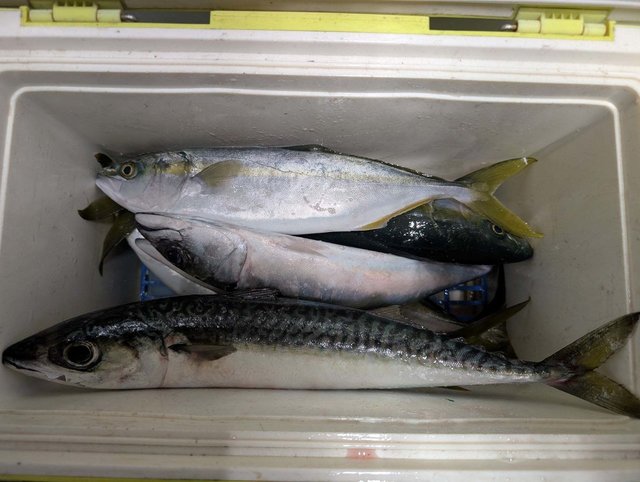 イナダ(ブリ)・サバ(ゴマサバ)