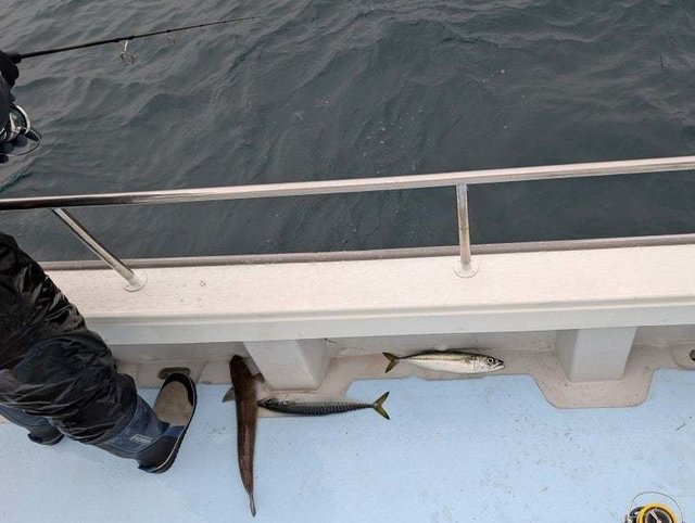 エソ(マエソ)・サバ(ゴマサバ)