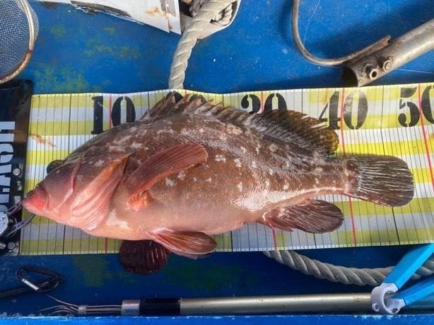 アコウ(キジハタ)