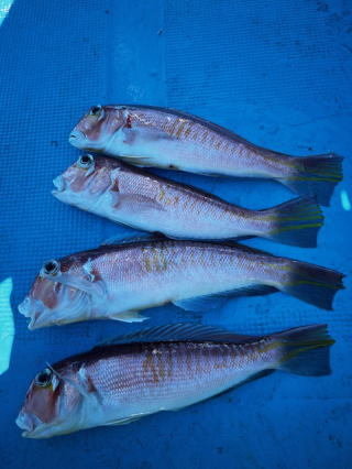 アマダイ(アカアマダイ)