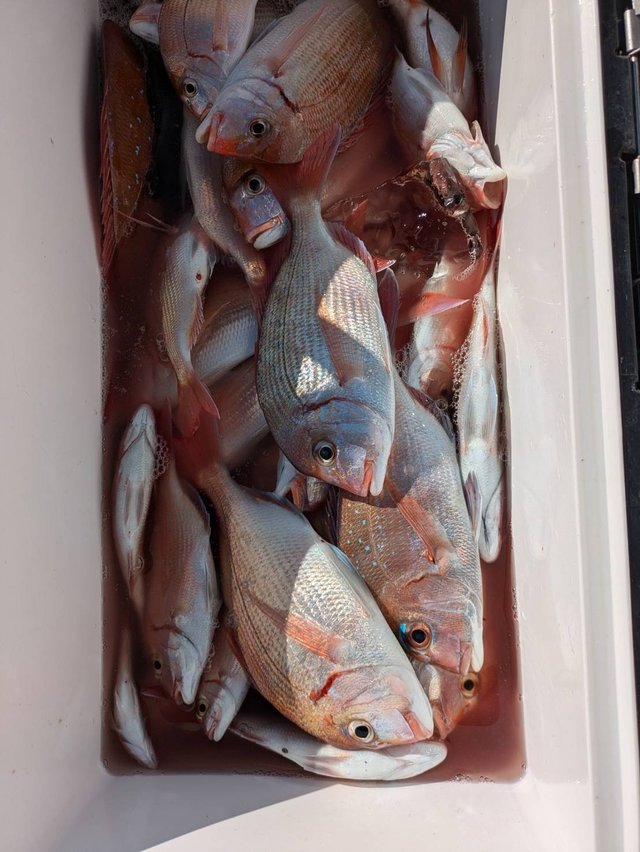 ハナダイ(チダイ)