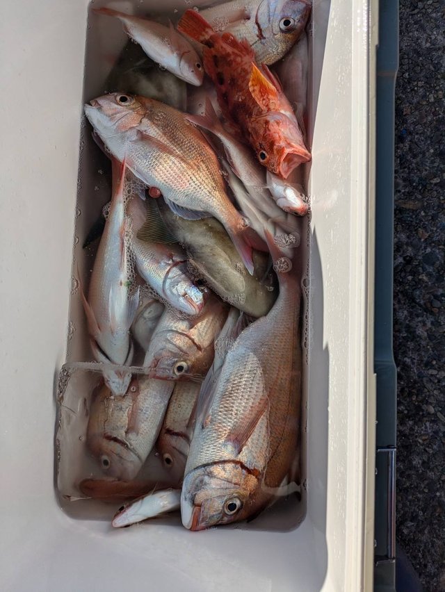 ハナダイ(チダイ)・カサゴ