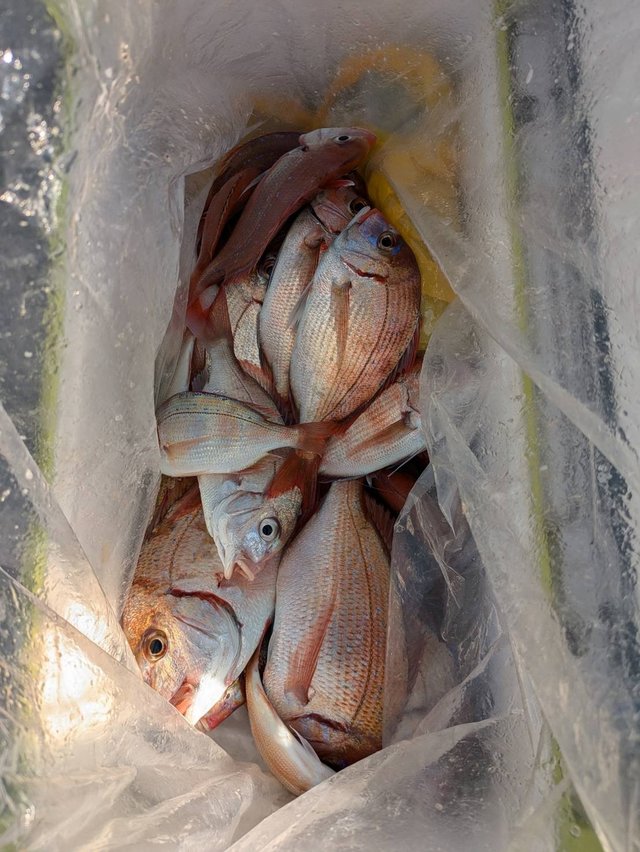 ハナダイ(チダイ)