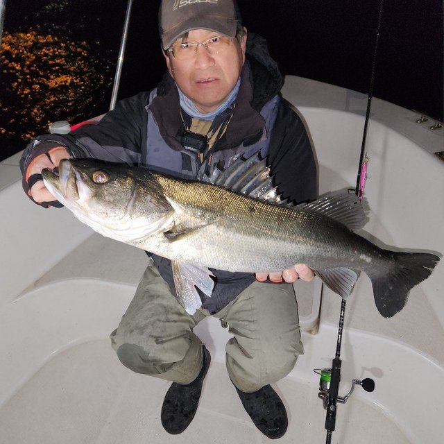 シーバス(スズキ)