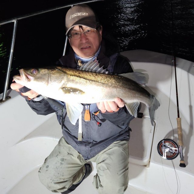 シーバス(スズキ)