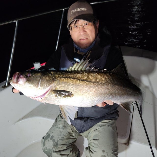 シーバス(スズキ)