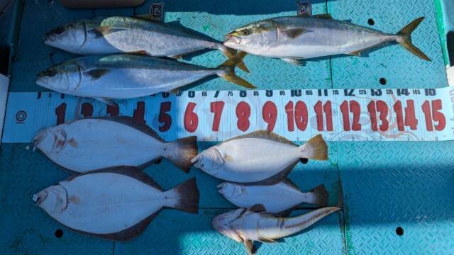 ブリ・コチ(マゴチ)・ヒラメ