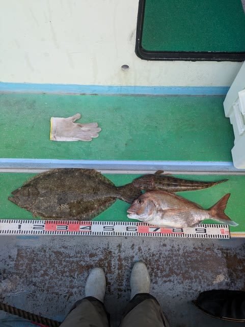 マダイ・マゴチ・ヒラメ